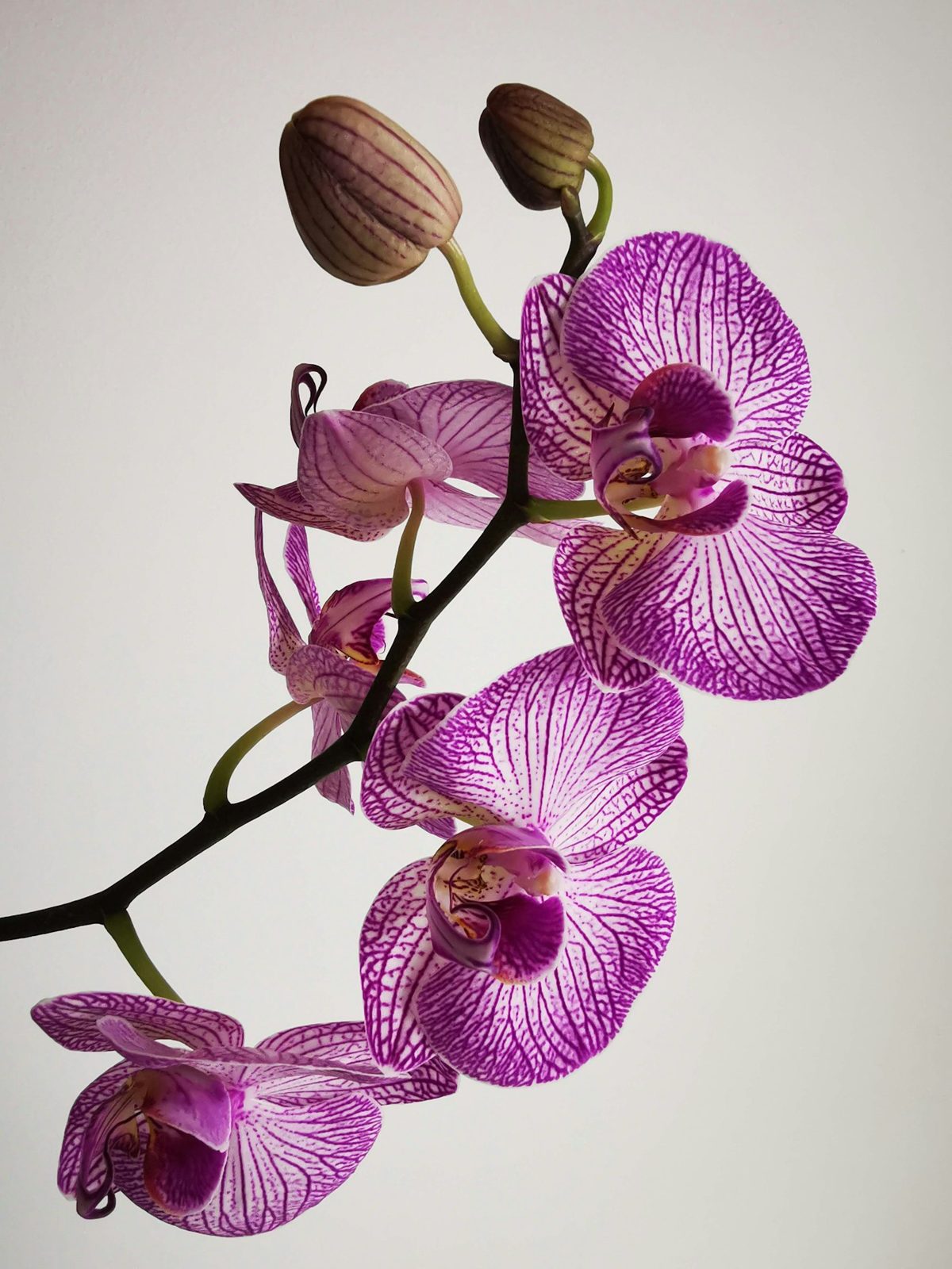 Orquídeas roxas em flor